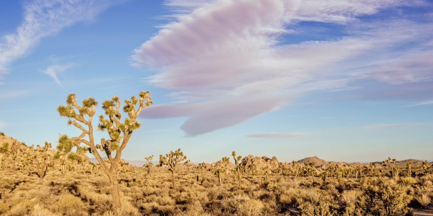 Joshua Tree