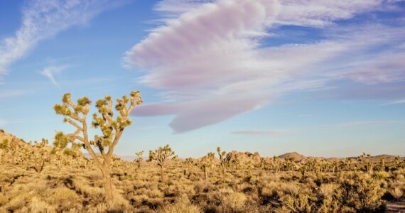 Joshua Tree