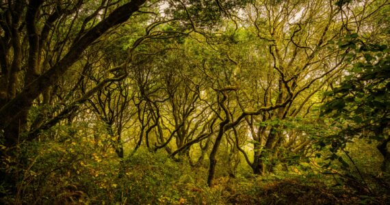 Tomales Bay State Park