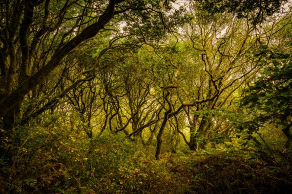 Tomales Bay State Park