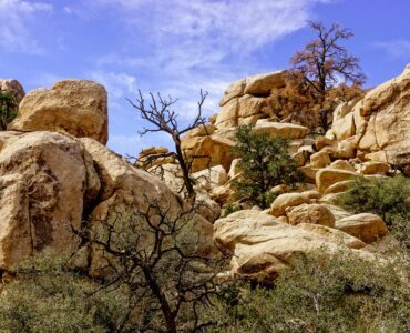 Joshua Tree