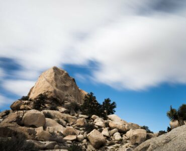 Joshua Tree