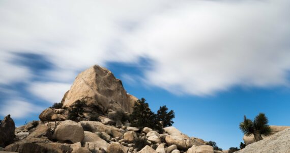 Joshua Tree